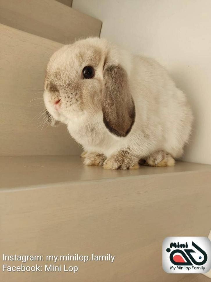 Raszuiver minilop konijn voedster (transport mogelijk), Dieren en Toebehoren, Konijnen, Dwerg, Vrouwelijk, 0 tot 2 jaar, Hangoor