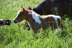 Verschillende amha/nmprs paardjes, Dieren en Toebehoren, Pony's, Merrie, Niet van toepassing, Recreatiepony, Gechipt