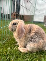 Super lieve dwergkonijntjes Rex, Dieren en Toebehoren, Konijnen, Mannelijk, Dwerg, 0 tot 2 jaar