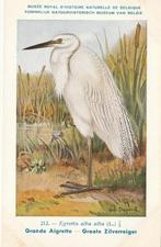 GROTE  ZILVERREIGER, Collections, Cartes postales | Animaux, Envoi, Non affranchie, Oiseaux
