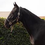 Hongaarse merrie zoekt warme thuis., Dieren en Toebehoren, Paarden, Merrie, 165 tot 170 cm, 7 tot 10 jaar