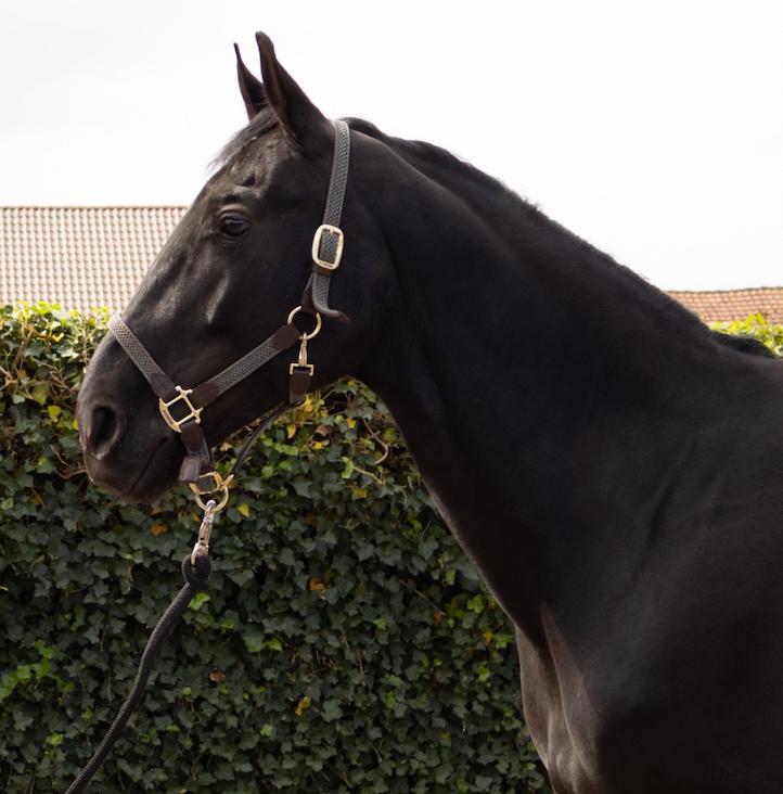 Hongaarse merrie zoekt warme thuis., Dieren en Toebehoren, Paarden, Merrie, 165 tot 170 cm, 7 tot 10 jaar