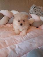 mooie pomeriaantjes, Dieren en Toebehoren, Honden | Poolhonden, Keeshonden en Oertypen, België, Fokker | Hobbymatig, 8 tot 15 weken