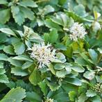 Pachysandra terminalis / Dikkemanskruid, Tuin en Terras, Ophalen of Verzenden, Halfschaduw