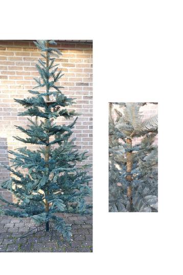 Nordmann blauwspar kerstboom 2,40