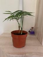 Palm 25 cm, Huis en Inrichting, Kamerplanten, Ophalen, Palm