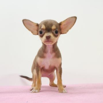 Chihuahua - chiots à poil court à vendre 