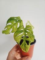 Monstera Laniata Mottled, Autres espèces, En pot, Enlèvement ou Envoi, Moins de 100 cm