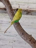 Nestjongen verkrijgbaar., Dieren en Toebehoren, Vogels | Parkieten en Papegaaien, Tam