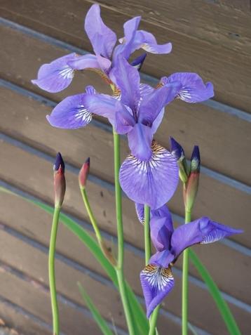 blauwe iris in een bosje - 7 bloemstelen beschikbaar voor biedingen
