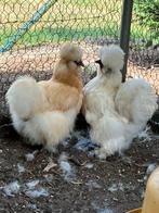 Zijdehoen USA redpyle, Meerdere dieren, Kip