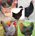 jeunes poules pondeuses, poules d'ornement, appartenant à 14, Animaux & Accessoires, Poule ou poulet, Femelle