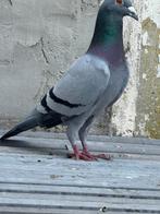 Pigeon voyageur, Dieren en Toebehoren, Postduif