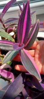 Tradescantia palida pink stripe, Enlèvement