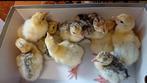 Kuikens kalkoen, Dieren en Toebehoren, Kalkoen