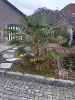 Palmboom, Tuin en Terras, Ophalen, Palmboom, 100 tot 250 cm