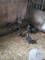 Mechelse koekoek, Dieren en Toebehoren, Pluimvee