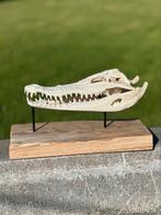 Taxidermie schedel krokodil met cites, Ophalen of Verzenden
