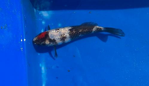 3 japanse nisai koi, Dieren en Toebehoren, Vissen | Vijvervissen