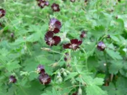 Geranium Phaeum soorten, Tuin en Terras, Planten | Tuinplanten, Vaste plant, Overige soorten, Volledige schaduw, Zomer, Ophalen