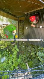 Tamme Edelpapegaai te koop, Dieren en Toebehoren, Mannelijk, Papegaai, Pratend