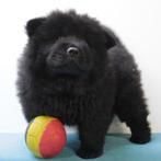 Chow Chow - Belgische pups te koop, België, CDV (hondenziekte), 8 tot 15 weken, Meerdere