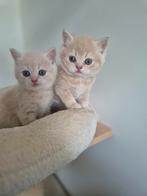 Britse korthaar kittens, Dieren en Toebehoren, Meerdere dieren, Gechipt, 0 tot 2 jaar