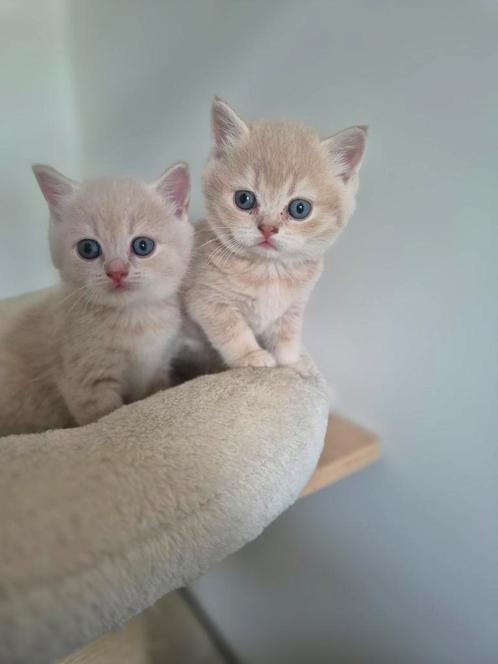 Britse korthaar kittens, Dieren en Toebehoren, Katten en Kittens | Raskatten | Korthaar, Meerdere dieren, 0 tot 2 jaar, Gechipt
