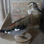 taxidermie : peluches et oiseaux : canards, oies, etc., Animal de ferme, Animal empaillé, Enlèvement ou Envoi, Neuf