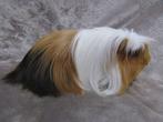 Trio langharige cavia's (coronet), Dieren en Toebehoren, Knaagdieren, Augustus, Meerdere dieren, Cavia