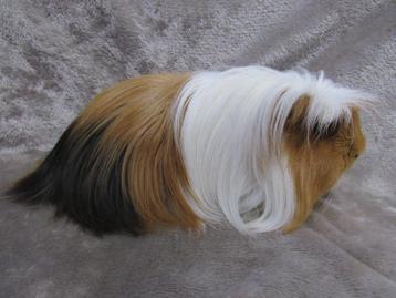 Trio langharige cavia's (coronet) beschikbaar voor biedingen