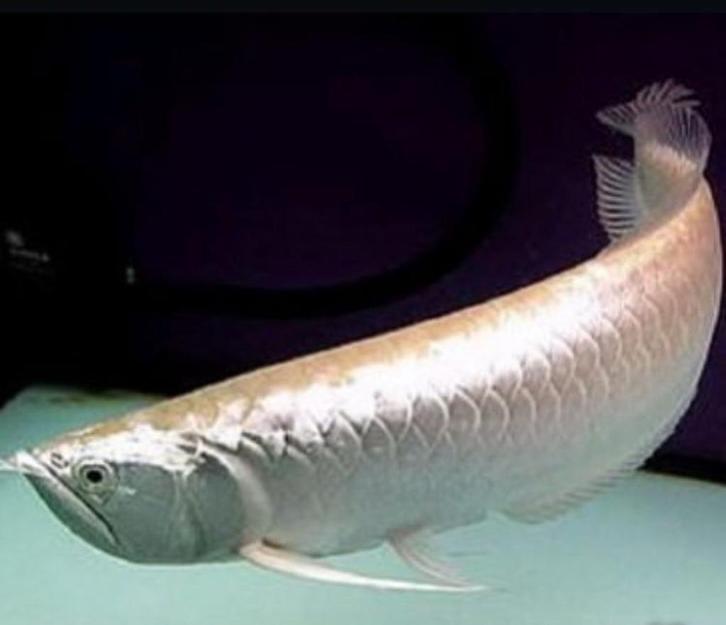Magnifique arowana argenté de 45 cm, poisson vivant., Dieren en Toebehoren, Vissen | Aquariumvissen, Zoetwatervis, Vis, Schoolvis