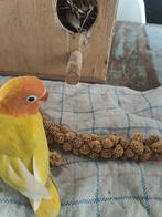 2 ficheri, Dieren en Toebehoren, Vogels | Parkieten en Papegaaien