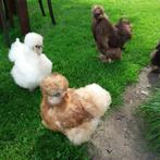 Broedeieren USA ZIJDE KIPPEN, Dieren en Toebehoren