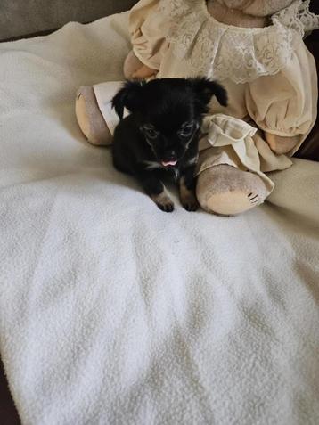 Chihuahua pups, Parvovirose, Chienne, Belgique, 8 à 15 semaines