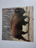 Een print met een buffel erop land Canada kleur verschillend, Verzamelen, Ophalen