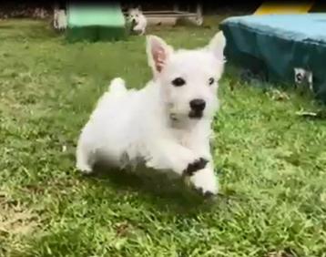 Chiots West Highland White Terrier 