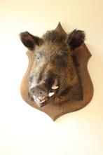 Taxidermie opgezette everzwijn kop, Verzamelen, Dierenverzamelingen, Ophalen, Gebruikt, Wild dier, Gewei of Kop