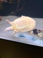Chinese drieklauw weekschildpad (zeldzaam), Dieren en Toebehoren, Vissen | Aquariumvissen, Vis, Zoetwatervis