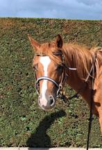 Mooie 8 jarige quarter merrie, Dieren en Toebehoren, Paarden, Merrie, Minder dan 160 cm, Zadelmak, 7 tot 10 jaar