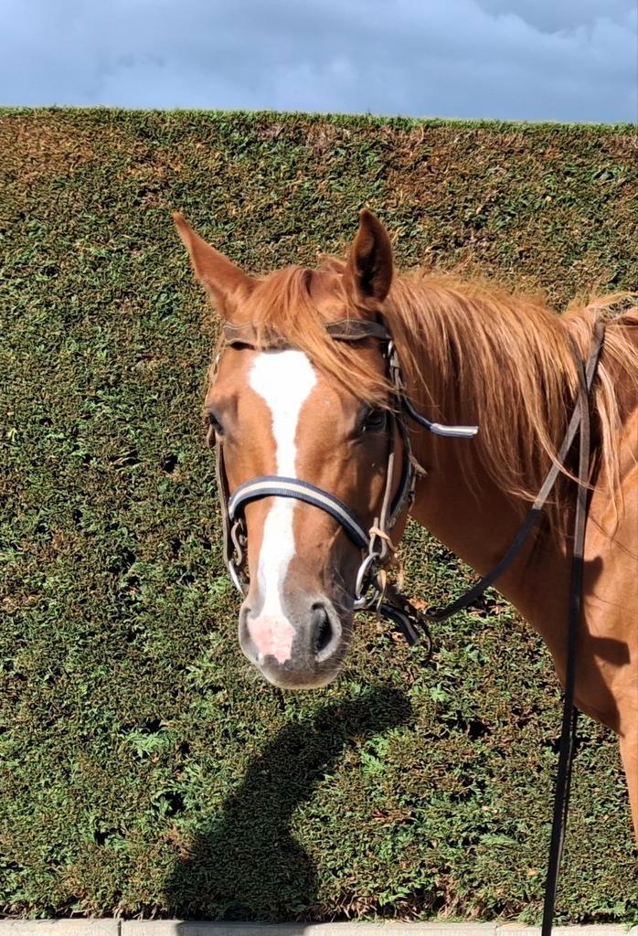 Mooie 8 jarige quarter merrie, Dieren en Toebehoren, Paarden, Merrie, Zadelmak, Minder dan 160 cm, 7 tot 10 jaar, Recreatiepaard