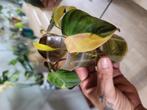philodendron micans variegata stekjes, Huis en Inrichting, Kamerplanten, Ophalen