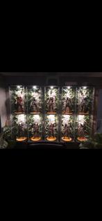 Neca predators, Ophalen of Verzenden, Zo goed als nieuw
