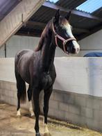 2 knappe dressuurmerries, Animaux & Accessoires, Chevaux, Débourré