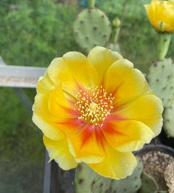 Winterharde vochtbestendige cactus Opuntia macrorhiza, Enlèvement, Printemps, Autres espèces, Plein soleil