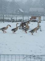 Knobbel  gans, Animaux & Accessoires, Volatiles