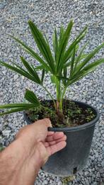 Trachycarpus fortunei palmboom, Ophalen, Palmboom