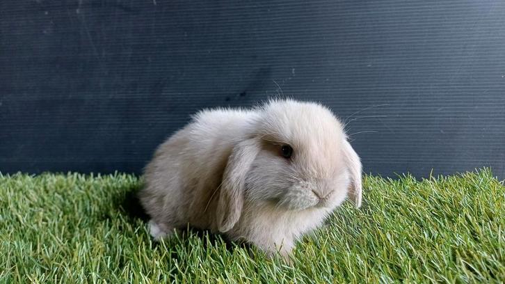 Handtamme vrouwelijke minilop konijnen jong, Animaux & Accessoires, Lapins, Nain, Femelle, 0 à 2 ans, Oreilles tombantes