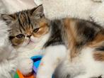 kitten Exotic korthaar poes, Poes, Gechipt, 0 tot 2 jaar