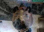 Tête de sanglier à vendre, Verzamelen, Dierenverzamelingen, Ophalen of Verzenden, Opgezet dier